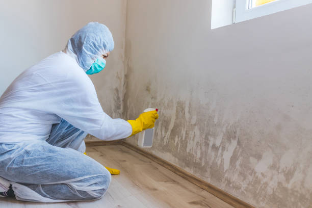 Licensed Mold Removal service in Milton, GA - WQB Mold Removal